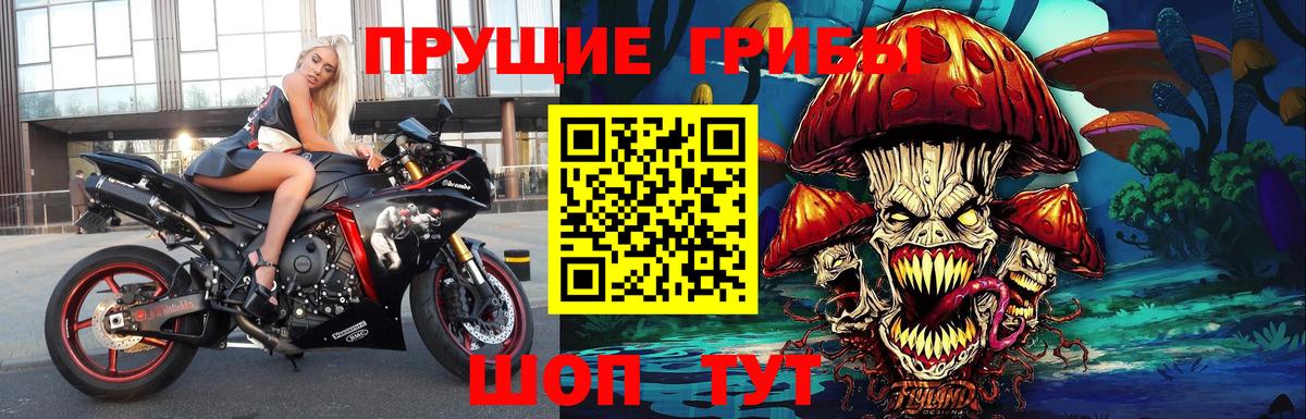 Псилоцибиновые грибы Psilocybe Гусиноозёрск