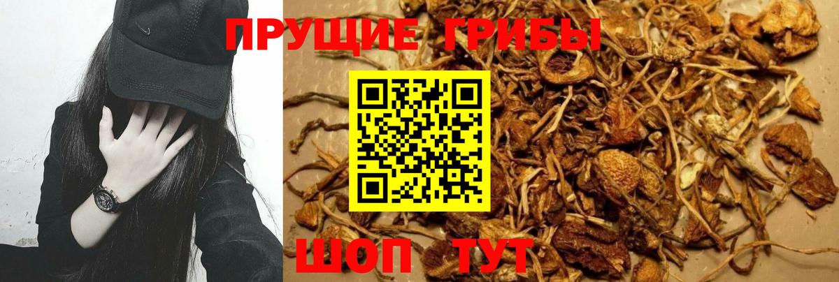 Гусиноозёрск  Псилоцибиновые грибы Psilocybine cubensis  закладки  Вход с VPN 